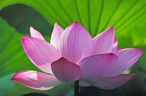 lotus flower buddha